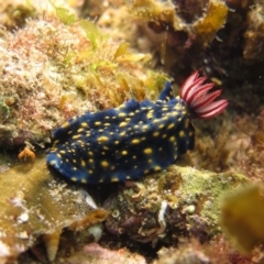 Hypselodoris obscura (Hypselodoris obscura) at Narooma, NSW - 6 Apr 2018 by BillBarker