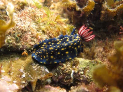 Hypselodoris obscura (Hypselodoris obscura) at Narooma, NSW - 6 Apr 2018 by BillBarker