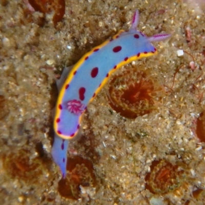 Hypselodoris bennetti (Hypselodoris bennetti) at Narooma, NSW - 6 Apr 2018 by BillBarker