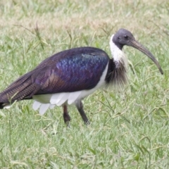 Threskiornis spinicollis at Dickson, ACT - 10 Apr 2018 12:55 PM