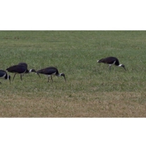 Threskiornis spinicollis at Dickson, ACT - 10 Apr 2018