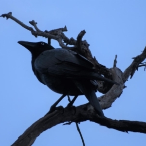 Corvus coronoides at Symonston, ACT - 10 Apr 2018 06:05 PM