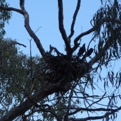 Corvus coronoides at Symonston, ACT - 10 Apr 2018 06:05 PM