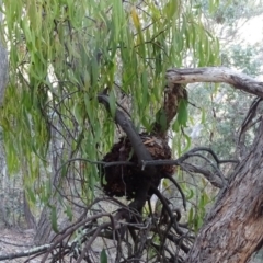 Amyema miquelii (Box Mistletoe) at Symonston, ACT - 10 Apr 2018 by Mike