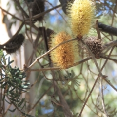 Banksia marginata (Silver Banksia) at Palerang, NSW - 9 Apr 2018 by KumikoCallaway