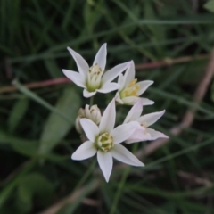 Nothoscordum borbonicum (Onion Weed) at Molonglo River Reserve - 28 Mar 2018 by michaelb