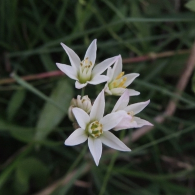 Nothoscordum borbonicum (Onion Weed) at Molonglo Valley, ACT - 28 Mar 2018 by MichaelBedingfield