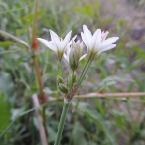 Nothoscordum borbonicum at Molonglo River Reserve - 28 Mar 2018