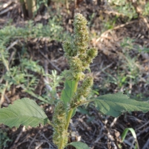 Amaranthus sp. at Tennent, ACT - 14 Mar 2018