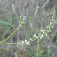 Melilotus albus (Bokhara Clover) at Gigerline Nature Reserve - 14 Mar 2018 by MichaelBedingfield