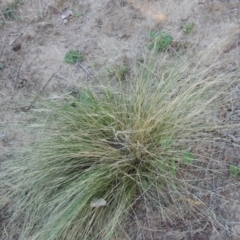 Nassella trichotoma (Serrated Tussock) at Tennent, ACT - 14 Mar 2018 by michaelb