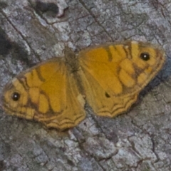 Geitoneura acantha (Ringed Xenica) at Majura, ACT - 10 Apr 2018 by jb2602