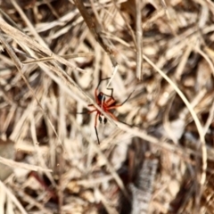Unidentified Other hunting spider at Eden, NSW - 7 Apr 2018 by RossMannell
