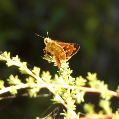 Ocybadistes walkeri (Green Grass-dart) at Aranda, ACT - 11 Apr 2018 by KMcCue