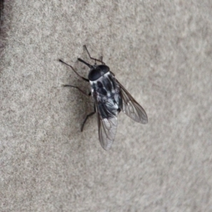 Copidapha sp. at Eden, NSW - 8 Apr 2018 09:22 AM