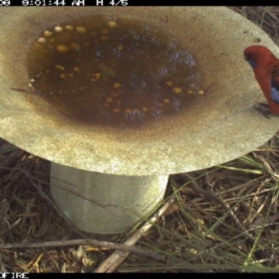 Platycercus elegans (Crimson Rosella) at - 7 Apr 2018 by pambulapublicschool