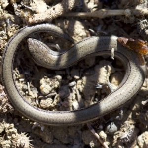 Hemiergis talbingoensis at Ainslie, ACT - 11 Apr 2018 11:27 AM