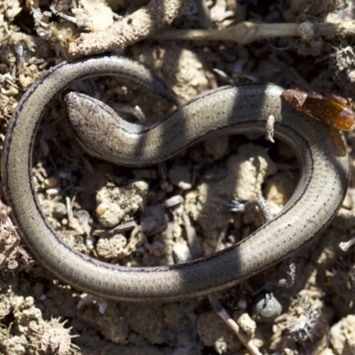 Hemiergis talbingoensis (Three-toed Skink) at Ainslie, ACT - 11 Apr 2018 by jbromilow50