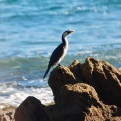 Microcarbo melanoleucos (Little Pied Cormorant) at Eden, NSW - 10 Apr 2018 by RossMannell