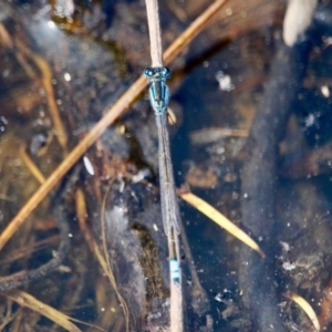 Ischnura heterosticta at Eden, NSW - 11 Apr 2018 11:20 AM