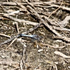 Orthetrum caledonicum (Blue Skimmer) at Eden, NSW - 11 Apr 2018 by RossMannell