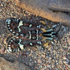 Apina callisto (Pasture Day Moth) at Wandiyali-Environa Conservation Area - 10 Apr 2018 by Wandiyali