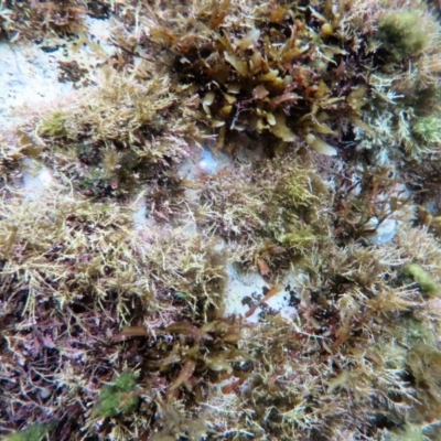 Bullina lineata (Bullina lineata) at The Blue Pool, Bermagui - 9 Apr 2018 by robndane