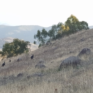 Osphranter robustus robustus at Chapman, ACT - 11 Apr 2018 04:55 PM