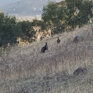 Osphranter robustus robustus at Chapman, ACT - 11 Apr 2018 04:55 PM