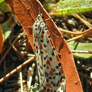 Utetheisa lotrix at Paddys River, ACT - 10 Apr 2018 01:14 PM