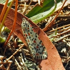 Utetheisa lotrix at Paddys River, ACT - 10 Apr 2018 01:14 PM