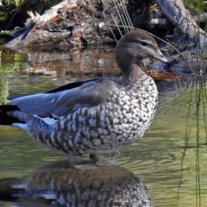 Chenonetta jubata at Uriarra Village, ACT - 10 Apr 2018