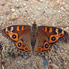 Junonia villida (Meadow Argus) at Paddys River, ACT - 10 Apr 2018 by RodDeb