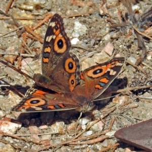 Junonia villida at Paddys River, ACT - 10 Apr 2018