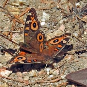 Junonia villida at Paddys River, ACT - 10 Apr 2018 12:33 PM