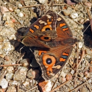 Junonia villida at Paddys River, ACT - 10 Apr 2018 12:33 PM