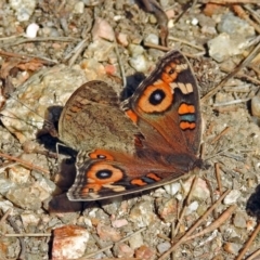 Junonia villida at Paddys River, ACT - 10 Apr 2018