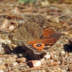 Junonia villida at Paddys River, ACT - 10 Apr 2018 12:33 PM