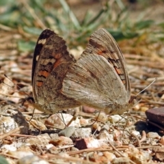 Junonia villida at Paddys River, ACT - 10 Apr 2018 12:33 PM