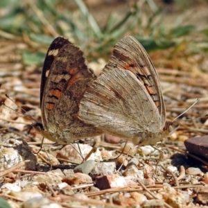 Junonia villida at Paddys River, ACT - 10 Apr 2018