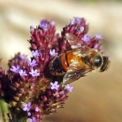 Apis mellifera at Paddys River, ACT - 10 Apr 2018