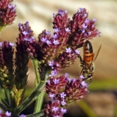 Apis mellifera at Paddys River, ACT - 10 Apr 2018