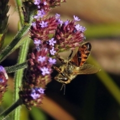 Apis mellifera at Paddys River, ACT - 10 Apr 2018 03:51 PM