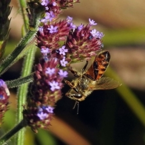 Apis mellifera at Paddys River, ACT - 10 Apr 2018