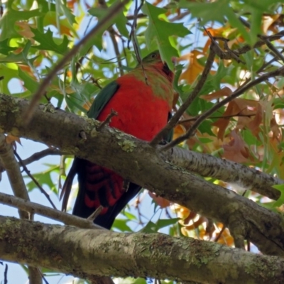 Alisterus scapularis (Australian King-Parrot) at Paddys River, ACT - 10 Apr 2018 by RodDeb
