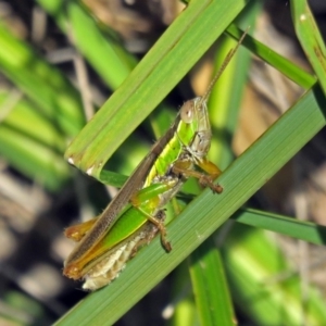 Bermius brachycerus at Paddys River, ACT - 10 Apr 2018