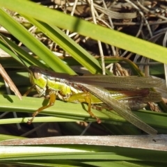 Bermius brachycerus at Paddys River, ACT - 10 Apr 2018 03:50 PM