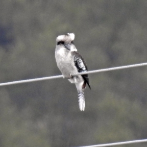 Dacelo novaeguineae at Paddys River, ACT - 10 Apr 2018