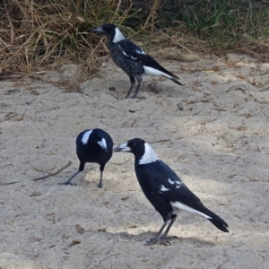 Gymnorhina tibicen at Paddys River, ACT - 10 Apr 2018 12:55 PM