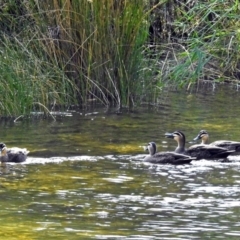 Anas superciliosa (Pacific Black Duck) at Uriarra Village, ACT - 10 Apr 2018 by RodDeb